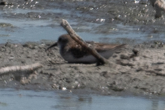 Calidris