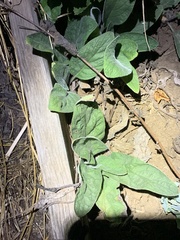Pentaglottis sempervirens