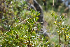 Rhododendron dauricum