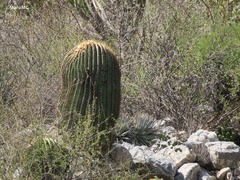 Mammillaria parkinsonii