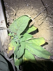 Pentaglottis sempervirens