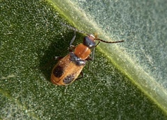 Melyridae
