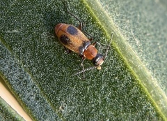Melyridae