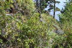 Rhododendron dauricum