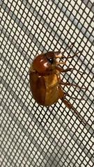 Melolonthinae