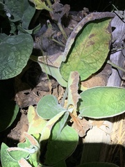 Pentaglottis sempervirens