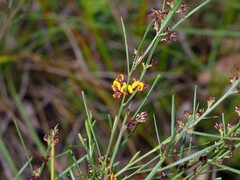 Daviesia leptophylla