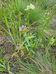 Collomia linearis