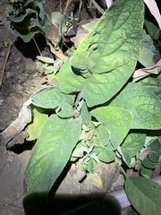 Pentaglottis sempervirens