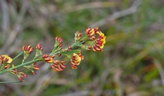 Daviesia leptophylla