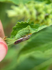 Homalodisca liturata