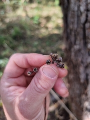 Eucalyptus acmenoides