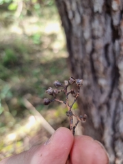 Eucalyptus acmenoides
