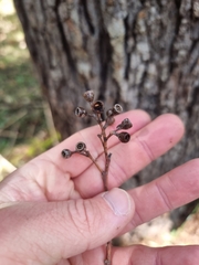 Eucalyptus acmenoides