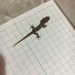 Phyllodactylus galapagensis