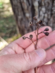 Eucalyptus acmenoides