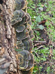 Trametes versicolor