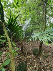 Arecaceae