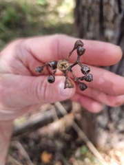 Eucalyptus acmenoides