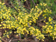 Acacia acinacea