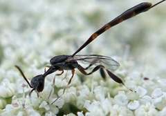 Gasteruption visaliae