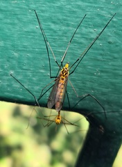 Nephrotoma australasiae