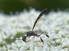 Gasteruption visaliae