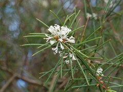 Hakea sericea