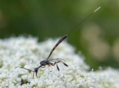 Gasteruption visaliae