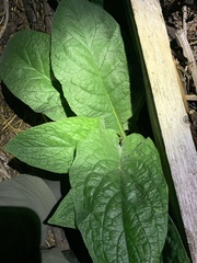 Pentaglottis sempervirens