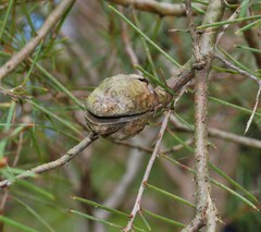 Hakea sericea