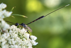 Gasteruption visaliae