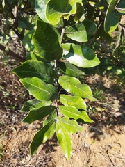 Psidium