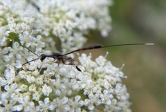 Gasteruption visaliae