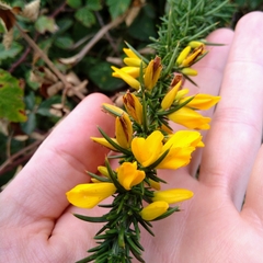 Ulex