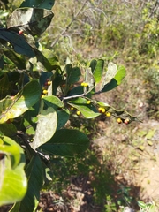 Psidium