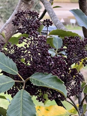 Pseudopanax arboreus