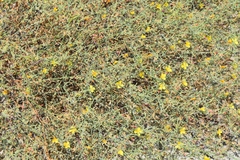 Eulobus crassifolius