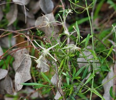 Clematis microphylla