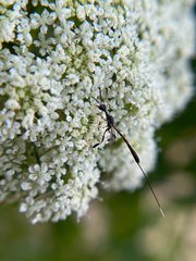 Gasteruption visaliae