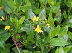 Goodenia ovata