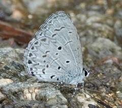 Celastrina lavendularis