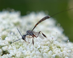 Gasteruption visaliae