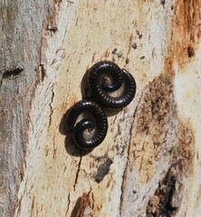 Ommatoiulus moreleti