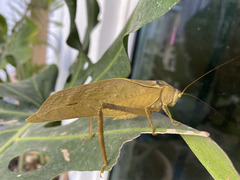 Stilpnochlora azteca