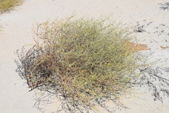 Eulobus crassifolius