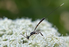 Gasteruption visaliae