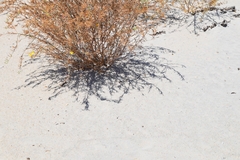 Eulobus crassifolius