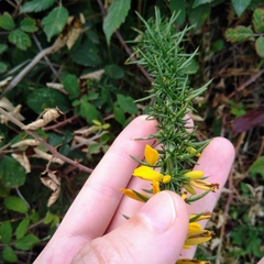 Ulex