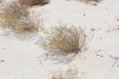 Eulobus crassifolius